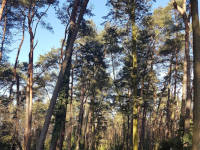 naturbestattung